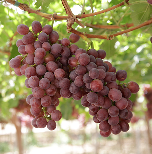 BRS Isis grape picture